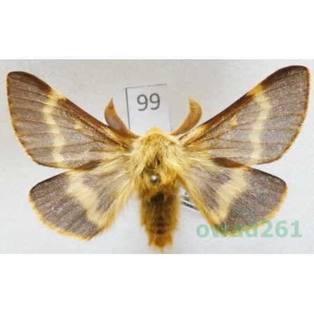 Lemonia dumi (Linnaeus, 1761) male Slovakia99